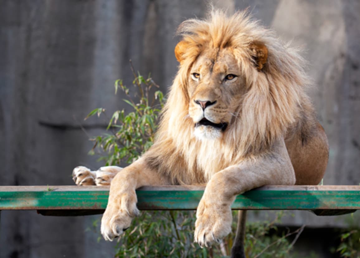 san francisco zoo lion